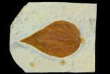 Fossil Hackberry (Celtis) Leaf - Montana #120799-1